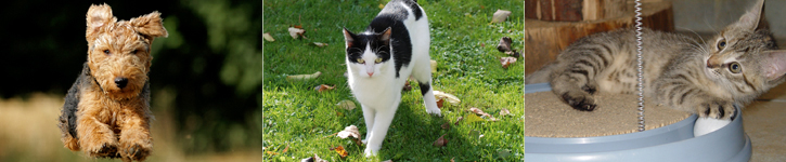 Kristin Trede, Tierheilpraktikerin  | Naturheilpraxis für Tiere | Akupunktur und Homöopathie